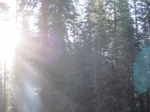 Sun rays at Crane Flat